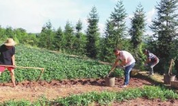 农民网红爆料视频播放网站,揭秘农民网红爆红背后的视频播放网站